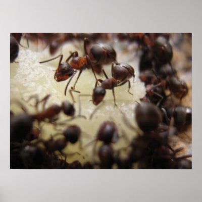 Ants on a piece of pineapple print by florianesser