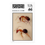Ants