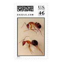 Ants postage