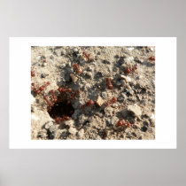 Ants. Print