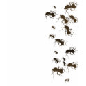 Ants t-shirts by giskard Ants t-shirts