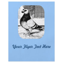 Antwerp Short Faced Pigeon Flyer