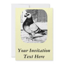 Antwerp Short Faced Pigeon Custom Invites