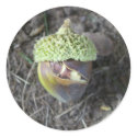 Anxious Acorn stickers by DiEtte Anxious Acorn stickers