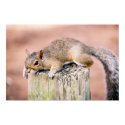 Anxious Squirrel posters