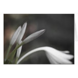 Any Occasion Blank Note Card cards