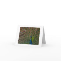 Any Occasion Cards