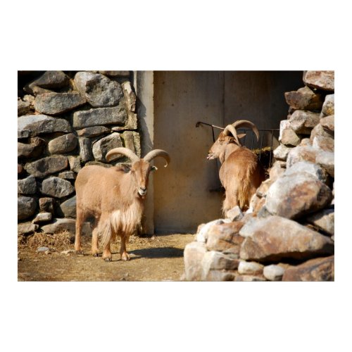 Aoudad print