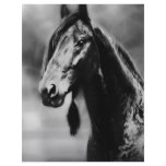 Apache horses letterhead template