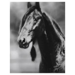Apache horses personalized flyer