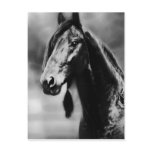 Apache horses post card