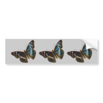 Apatura iris male, Apatura iris male, Apatura i... bumper stickers by FlutterByButterfly Apatura iris male, Apatura iris male, Apatura i... bumper stickers
