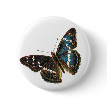 Apatura iris male buttons