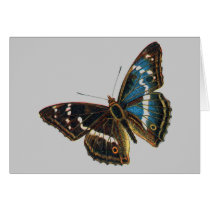 Apatura iris male cards