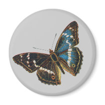 Apatura iris male magnets