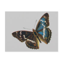 Apatura iris male postcards