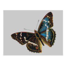 Apatura iris male postcard