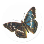 Apatura iris male stickers