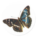 Apatura iris male stickers by FlutterByButterfly Apatura iris male stickers