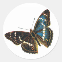 Apatura iris male stickers