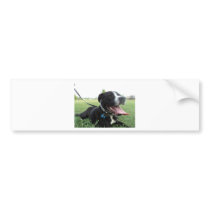 APBT American Icon & Family dog Bumper Stickers