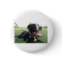APBT American Icon & Family dog Button