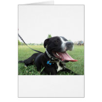 APBT American Icon & Family dog Greeting Cards