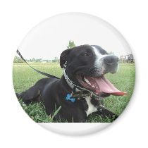 APBT American Icon & Family dog Fridge Magnet