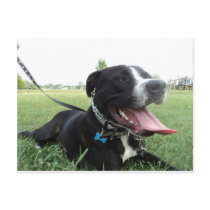 APBT American Icon & Family dog Post Cards