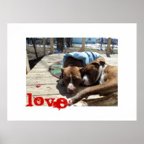 APBT American Icon & Family dog Posters