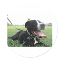 APBT American Icon & Family dog Sticker