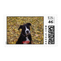APBT American Icon Stamp