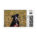 APBT American Icon postage