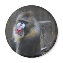 Ape Card Refrigerator Magnet