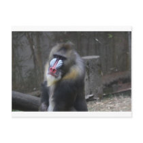 Ape Card Post Cards