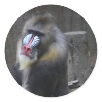Ape Card Sticker