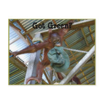 Ape for Green Postcard