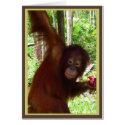 Ape for Watermelon cards by Rebecca_Reeder Ape for Watermelon cards