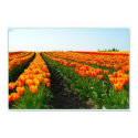 Apeldoorn Elite posters
