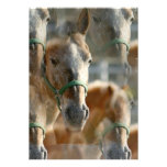 Apenas invitación del Appaloosa