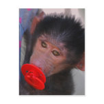 Apes for dummies post card