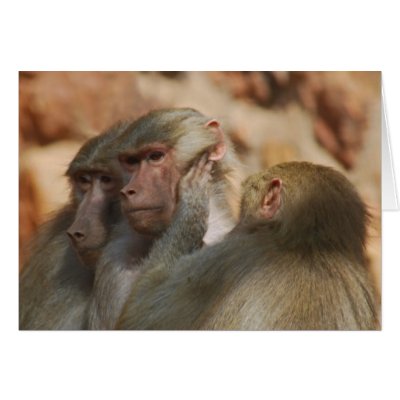Apes hear no evil cards by laureenr