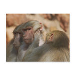 Apes hear no evil post card