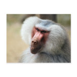Apes Howdy Post Card