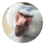 Apes Howdy Stickers