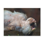 Apes life post card