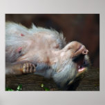 Apes life posters