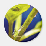 Aphids Fridge Magnet