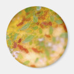 Aphids Magnets