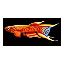 Aphyosemion Australe Killifish Poster posters by twopurringcats Aphyosemion Australe Killifish Poster posters